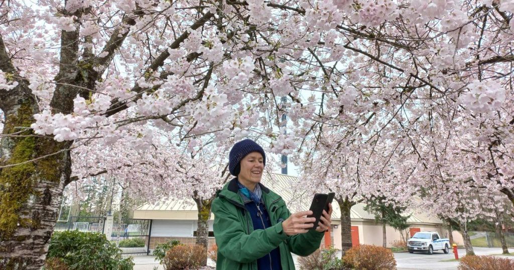 Vancouver cherry blossoms