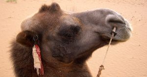 Gobi camel