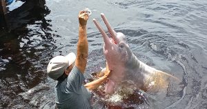 Pink dolphin, Rio Negro, Amazon, Brazil