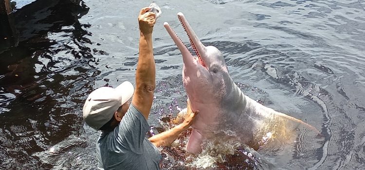 Pink dolphin, Rio Negro, Amazon, Brazil
