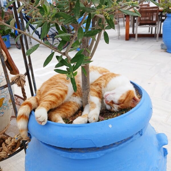 Milos cat