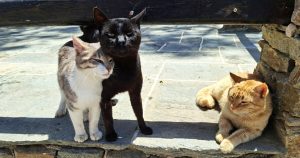 Cats on Sifnos, Greece