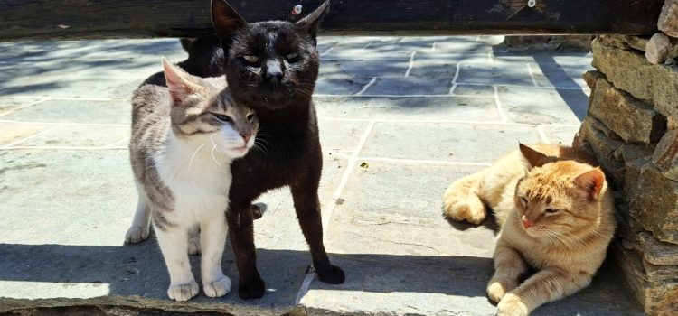 Cats on Sifnos, Greece